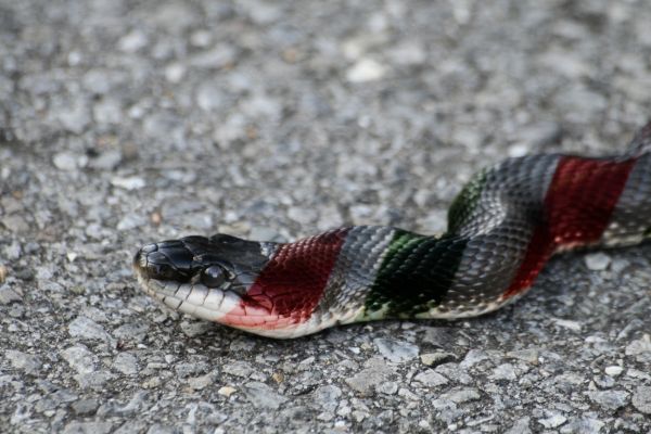 Candy snake